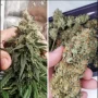 Сорт насіння канабісу Auto Amnesia